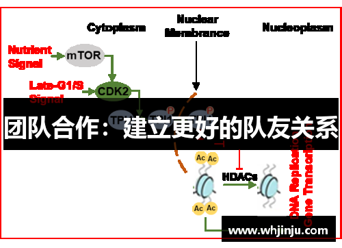 团队合作：建立更好的队友关系